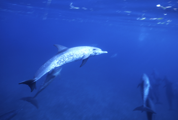 DIVING;UNDERWATER;bahamas;dolphins;F888_FACTOR_9A 100